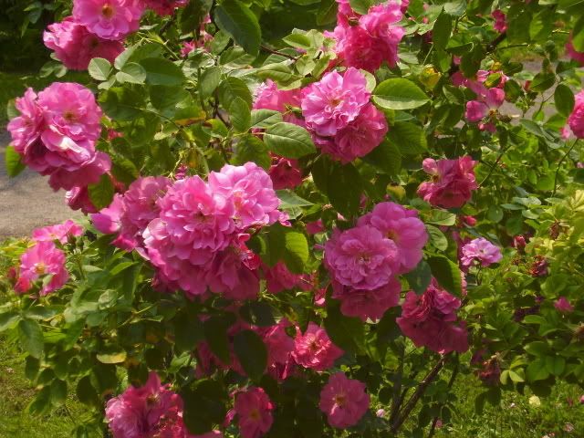 Photo Sharing and Video Hosting at Photobucket